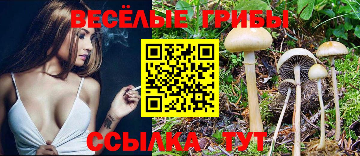 закладки  Вход с VPN  Псилоцибиновые грибы Cubensis  Ачинск  Псилоцибиновые грибы мицелий 